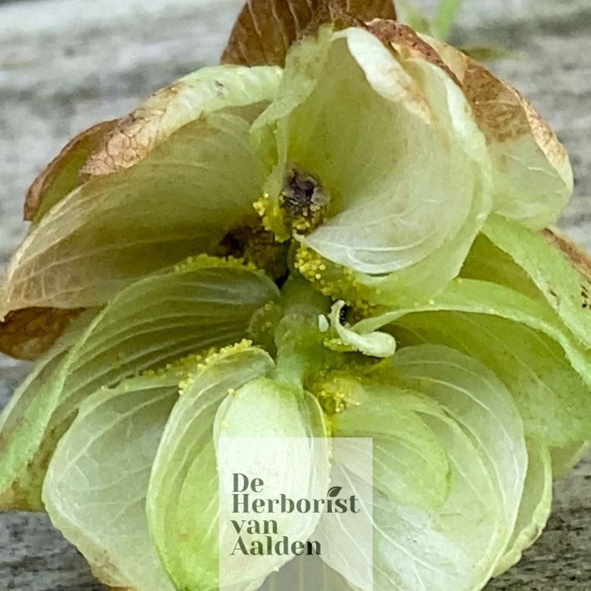 Humulus Lupulus, Hop. De Herborist van Aalden.