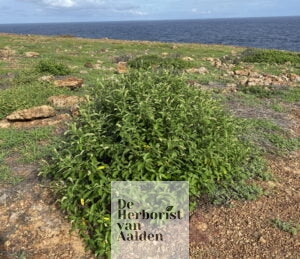 Struik wilde salie of zwarte salie, Zuidpunt Aruba. © De Herborist van Aalden