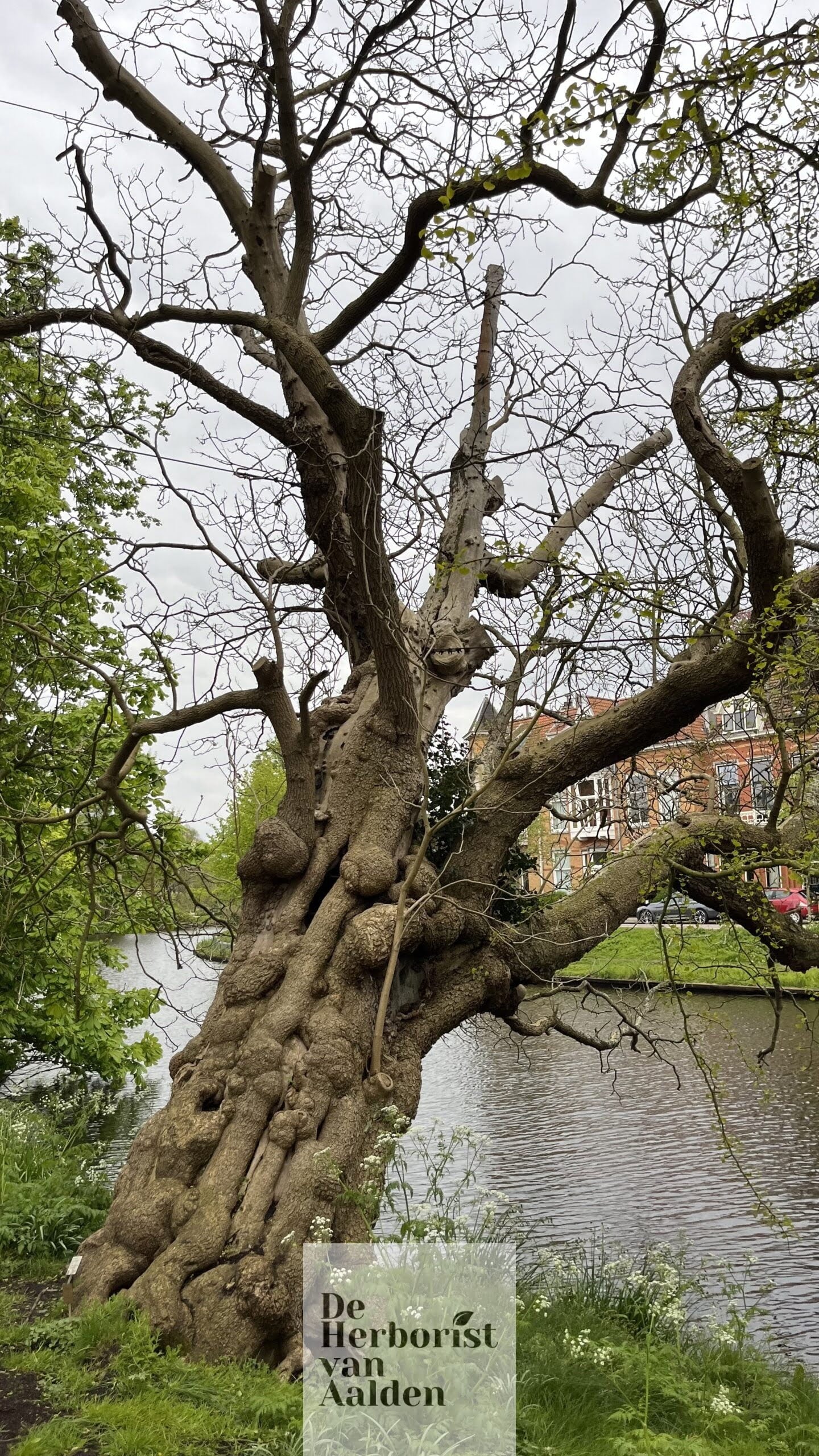 De Herborist van Aalden. Een van de oude bomen in de Hortus van Leiden. Trompetboom Catalpa bignoniodes