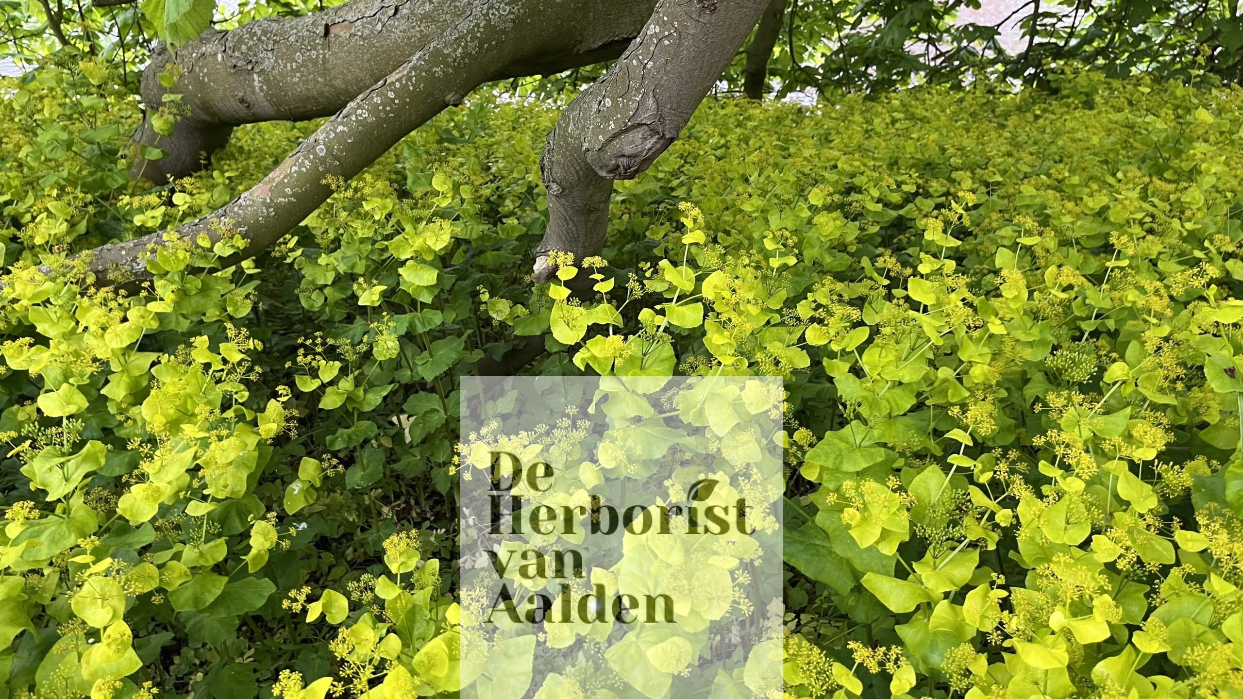De Herborist van Aalden, voorwaskervel in bloei onder de oude paardenkastanje Hortus Botanicus Leiden