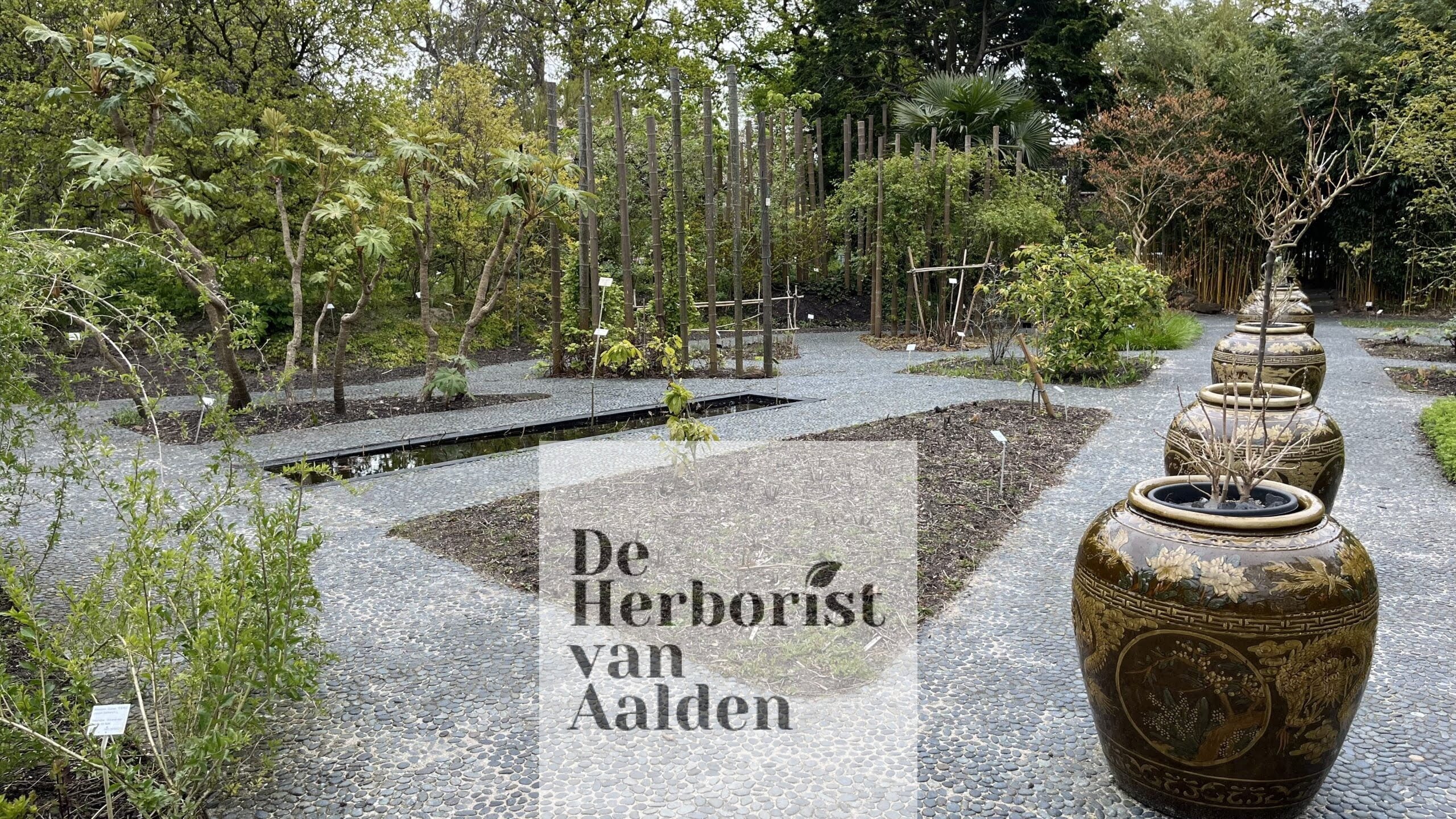 De Herborist van Aalden, De Chinese tuin in de Hortus Botanicus Leiden