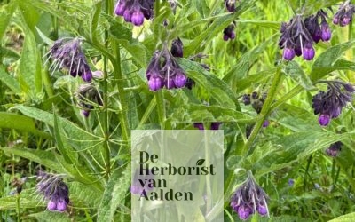 Over de heg 20: De Smeerwortel, Symphytum Officinale