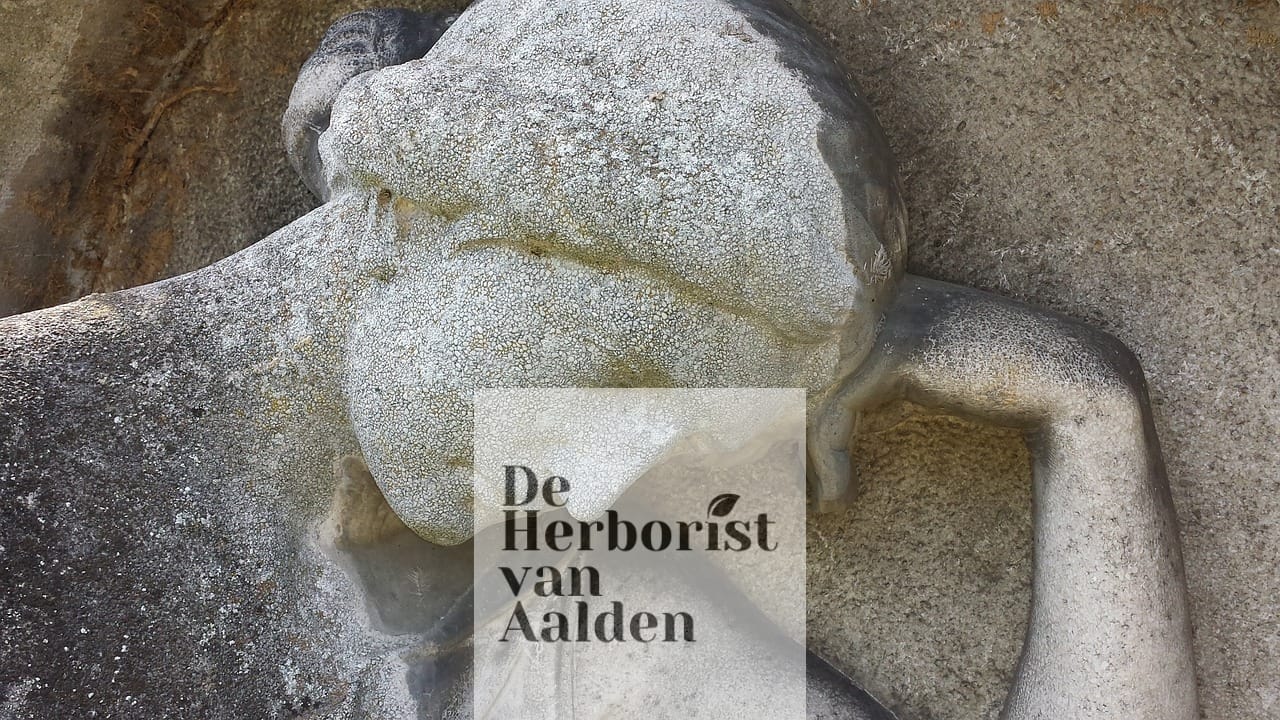 © De Herborist van Aalden, Kim Voets. vermoeidheid oorzaken en behandeling